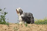 BEARDED COLLIE 171